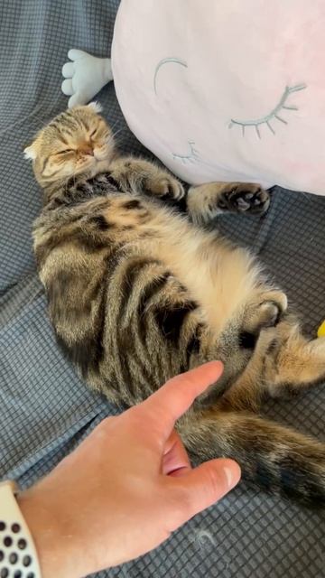 Мило спящая шотландская вислоухая кошечка 😺🐱