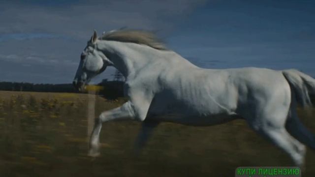 Фото и гифы с лошадьми.