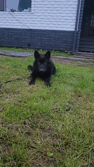 Русский вольфхунд Брайтон, возраст 4 мес  #волк #русскийвольфхунд #собаки #щенки