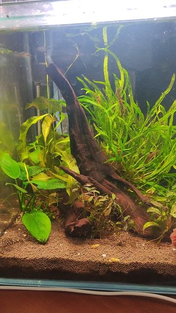 Анциструс в кубике с петушком