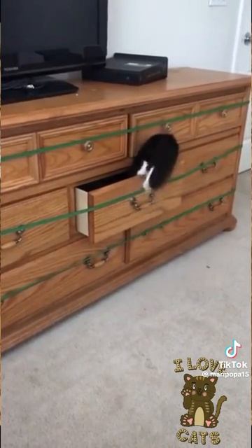 У вас есть такие коты