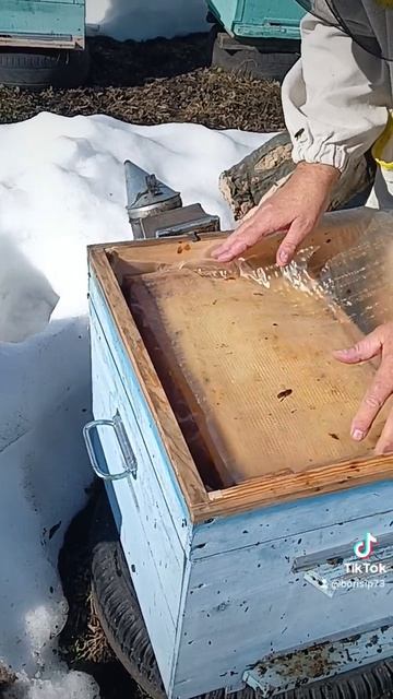 🐝🆗🐝🐝🆗🐝