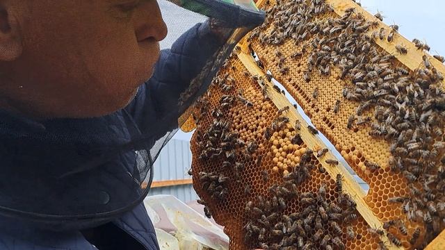 Роевое состояние семьи в марте !!!