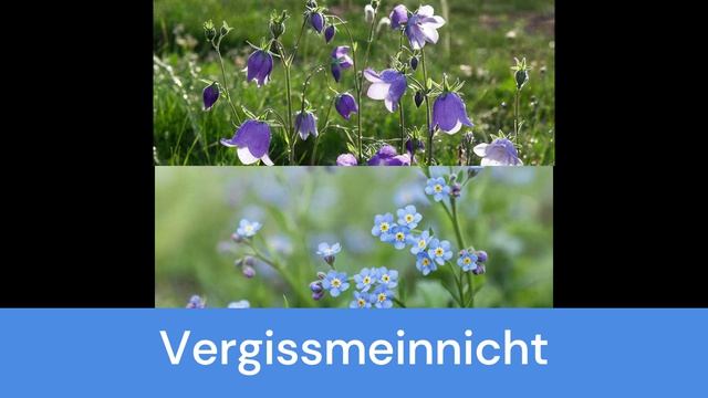 Цветы и их цвета