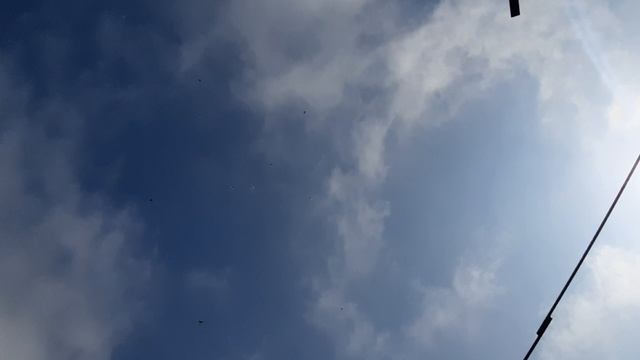 28.03.26 г. Андижанская порода голубей (1)