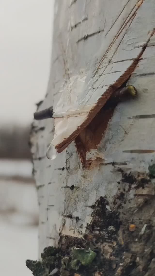 ЭТОТ СОК ОЧЕНЬ ПОЛЕЗЕН ВЕСНОЙ!