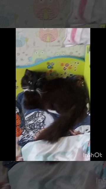 звуки из подвала