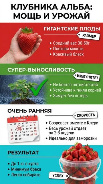 КЛУБНИКА АЛЬБА МОЩЬ И УРОЖАЙ
