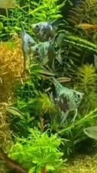 Кормим аквариумных рыбок в нашей аквариумной студии!