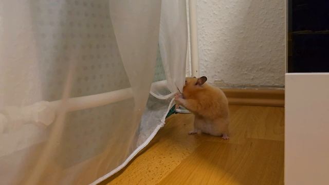 Смешной хомяк 🐹