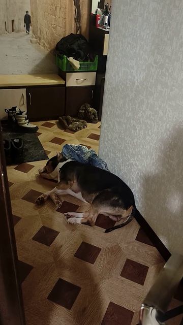 «Верность собаки — это чудо, которое не требует доказательств».— Конрад Лоренц