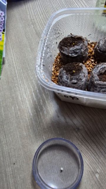 Посев петуний в торфяные таблетки