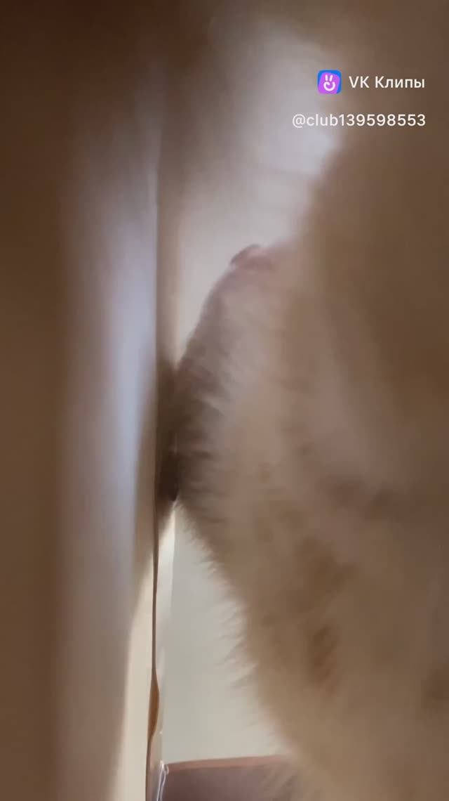 Любопытный котик