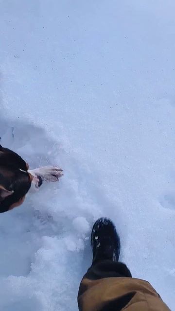 капаем весеннего