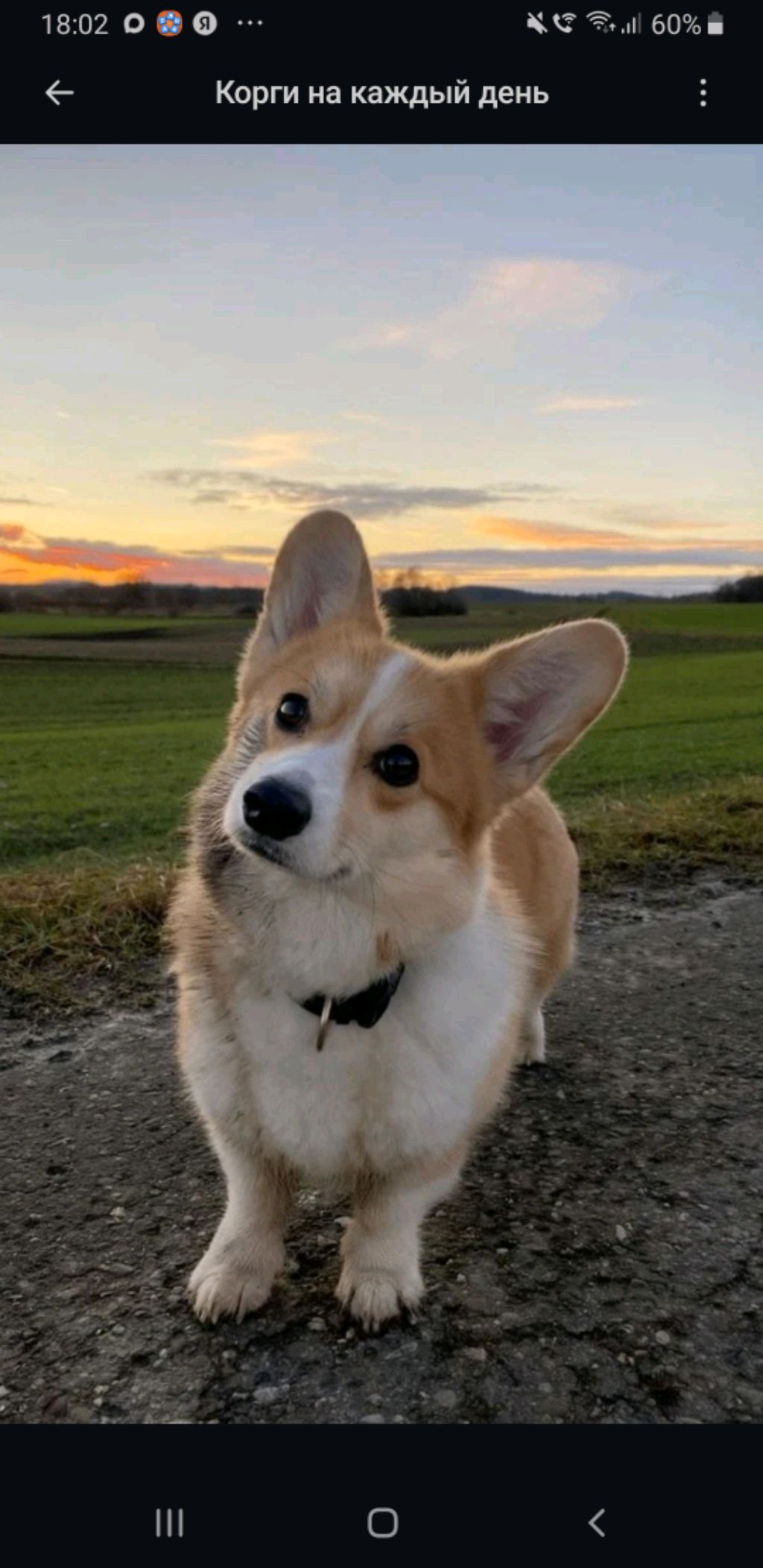 люблю мишку!