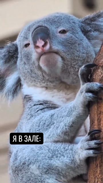 к тебе подходили знакомиться в зале?
#юмор #фитнес