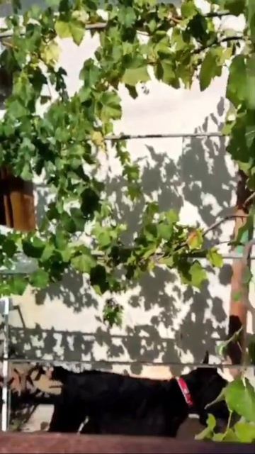 Video.Guru_20240817_165131276