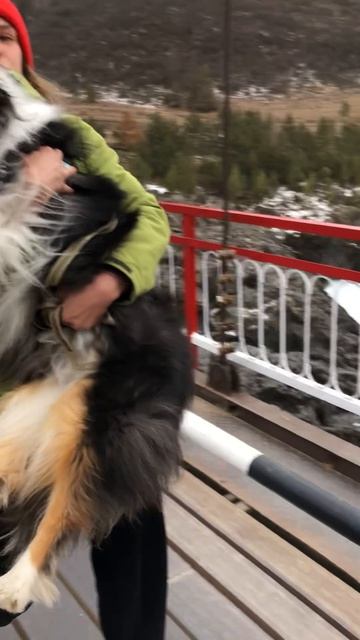 Наша нежная, трусливая девочка🤎🐶