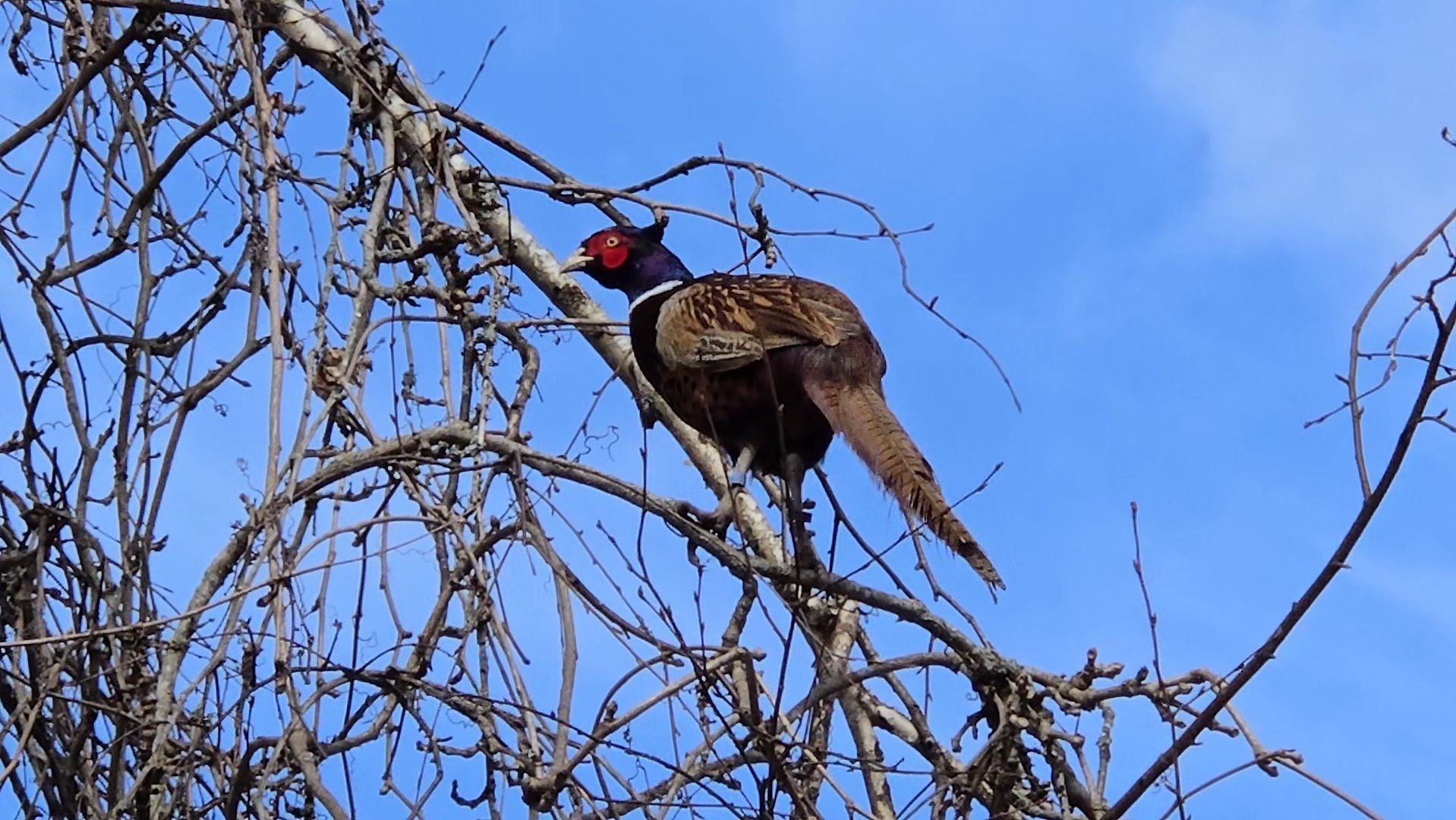 Фазан на берёзе, последние штрихи и суета с телефоном