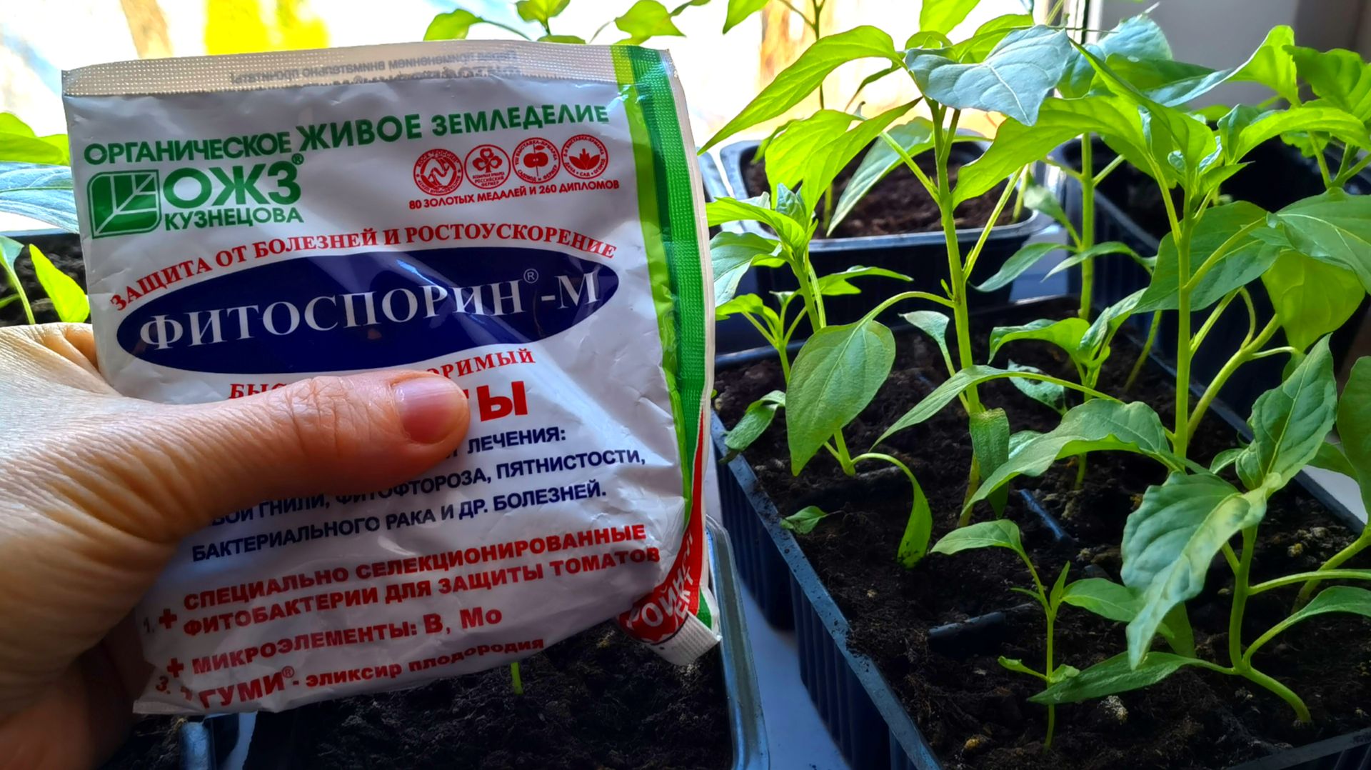 Фитоспорин для рассады. Как эффективно применять фитоспорин для выращивания рассады