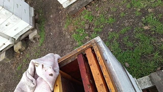 Создаю двух маточную семью на подобии метода Малыхина В.Е.