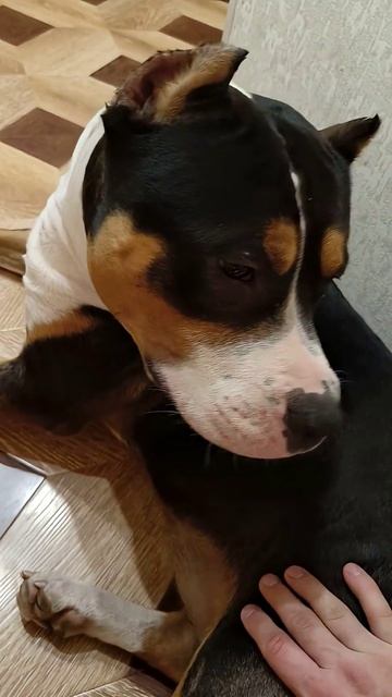 внезапный приступ любви случился