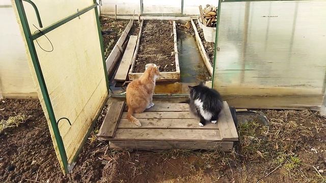 Мишка 😻😻😻 и Тимон 😹😹😹друзья 👭👬👫в теплице 🎭