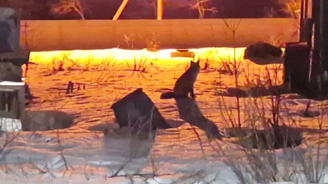 (1252) Лиса приходит в гости. Март 2026