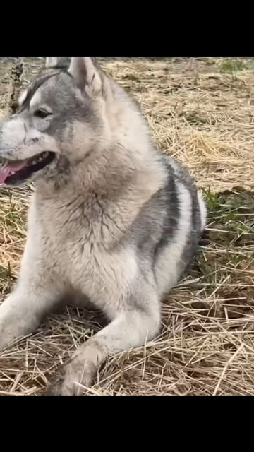 Приют для животных «Судьба»