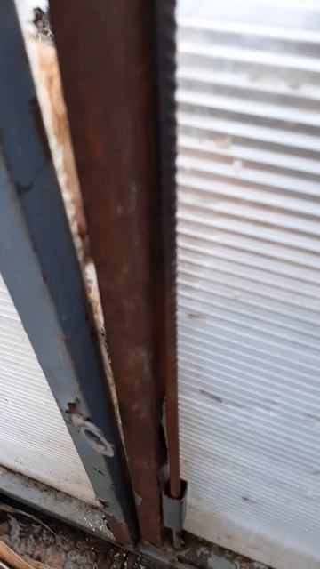 С котом проверяем, что в теплице