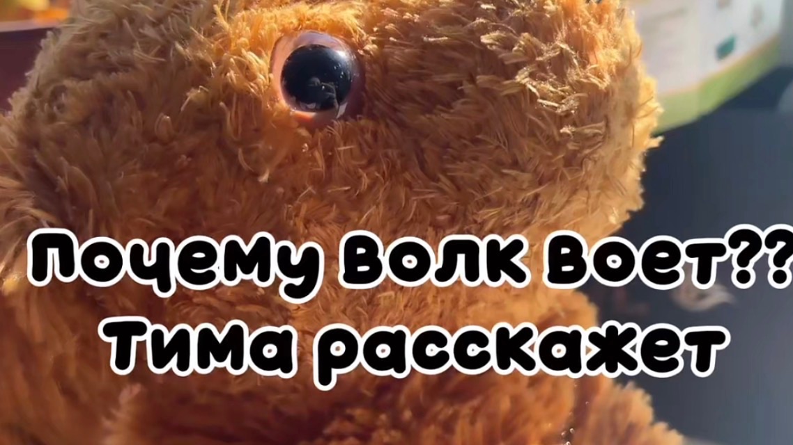 Почему волк воет? Тима расскажет