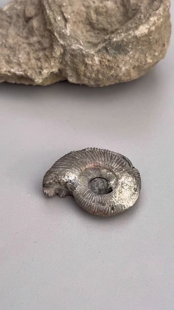 Успевайте занять место на программе «Палеонтологический детектив»😍