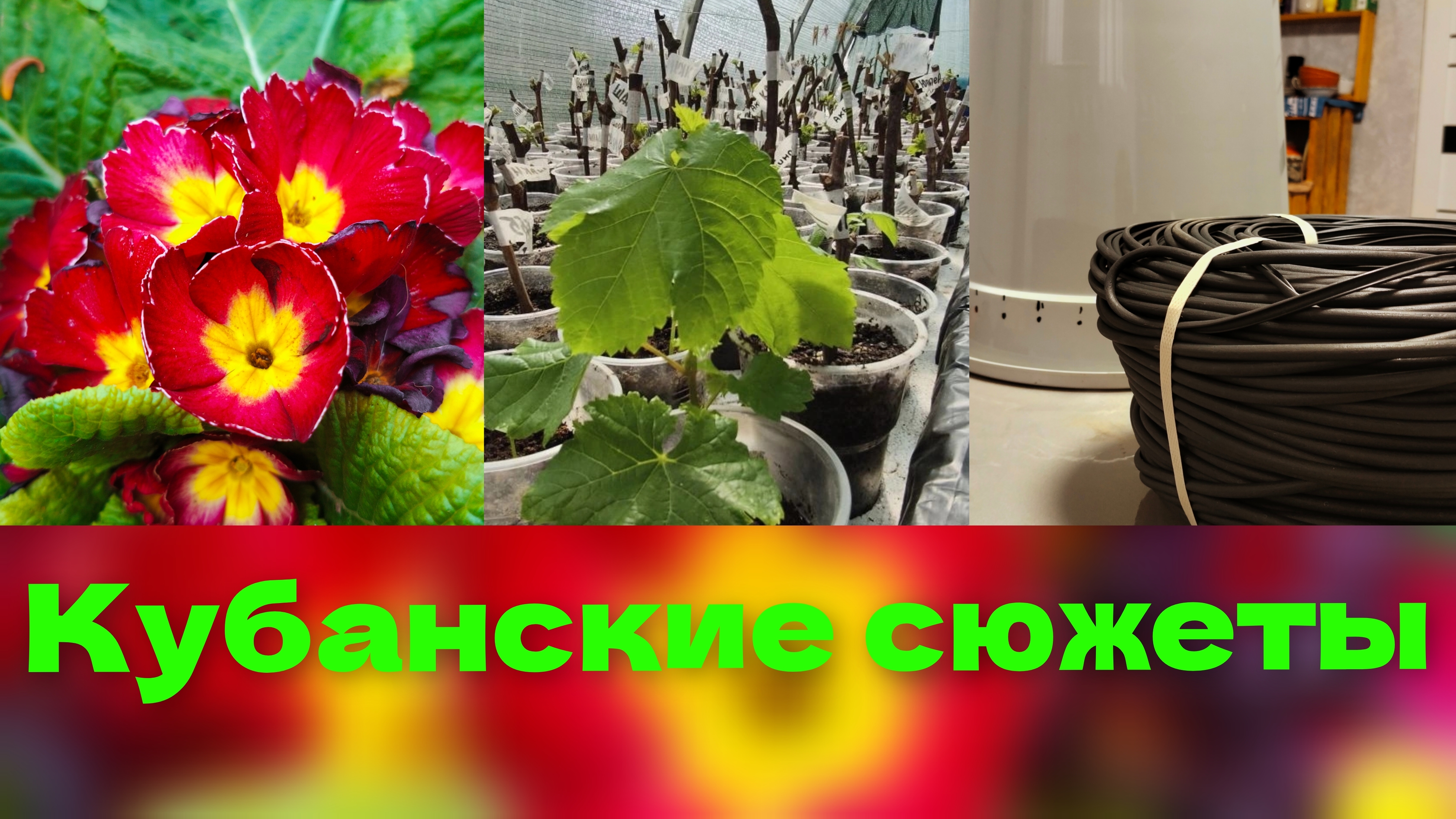 Вести с Кубани.Станичники.Турбо режим.