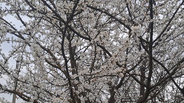 Природа и погода в Краснодарском крае на 29.03.2026 года !!!