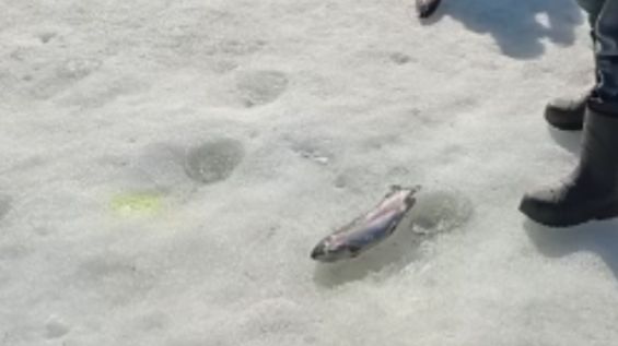 Хорошая активность форели на запуске. Спорт-зона. Клёвое место Лосиный остров.