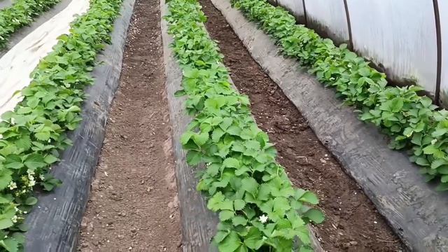 Выращивание клубники в Адыгее, массовое цветение, сорта Клери и Азия.