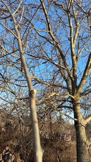 Садовый измельчитель Greenworks