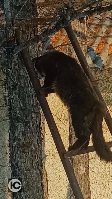 Кот охотится на птичек. Железная лестница. Колыма. Сусуман