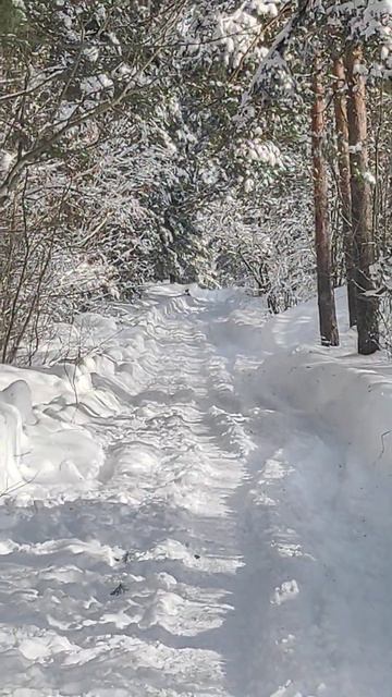 Весенний лес