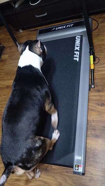 куда бежит этот 