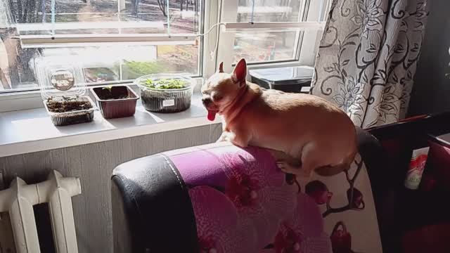 Доброе утро/Моя рассада/Моя зарядка/Простая жизнь в провинции/Россия 🇷🇺