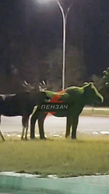 Вежливый лось