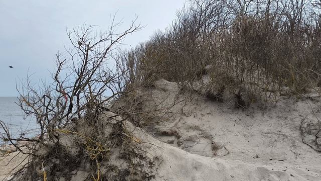 Синицы, песок, море.mp4