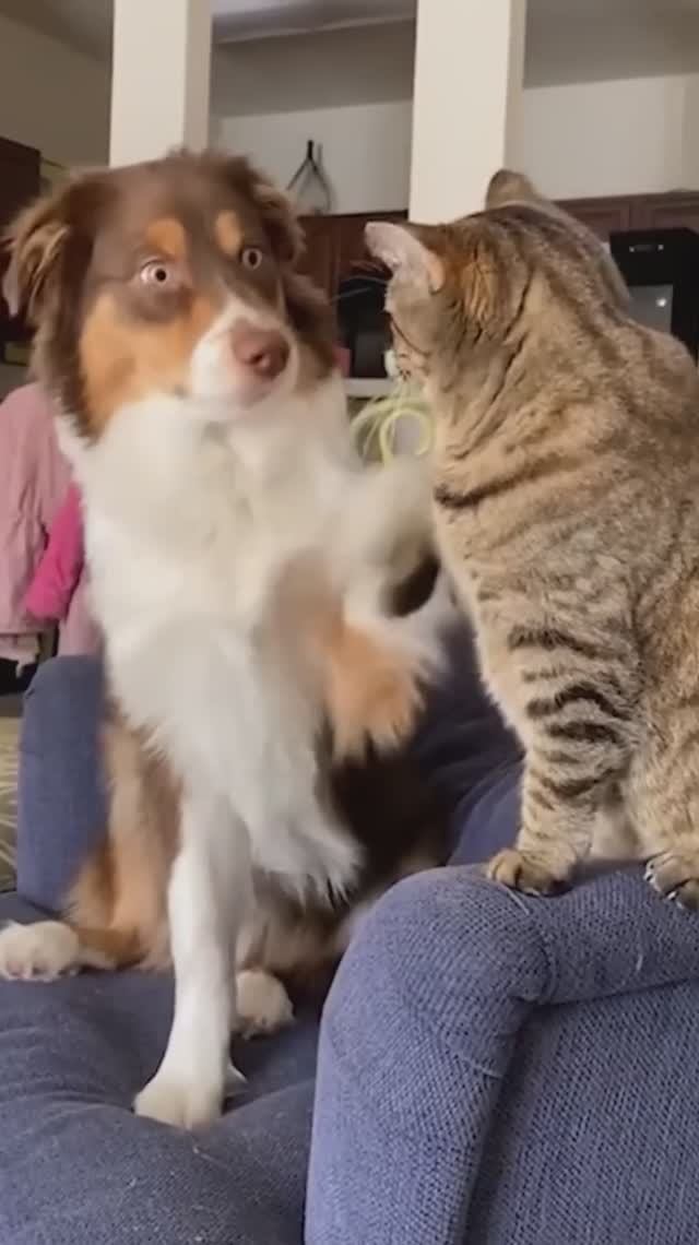 Не на тех напали: коты дают отпор собакам