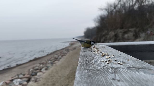 Найди синицу без хвоста.mp4