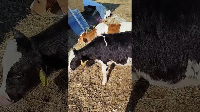 ВЕС БЫЧКА НА ВЫРАЩИВАНИИ В ВОЗРАСТЕ ДВУХ МЕСЯЦЕВ