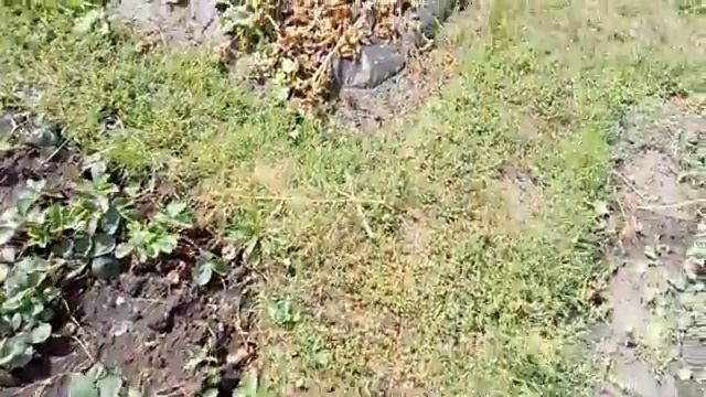 Дача 6 соток. Арбузы и дыни на 29 августа.