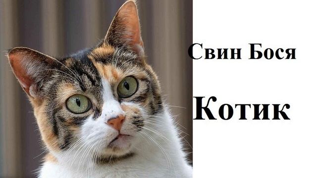 Свин Бося . Котик