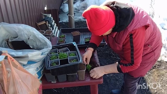 Что купила Юля/работа с растишками/как живут в русской деревне...