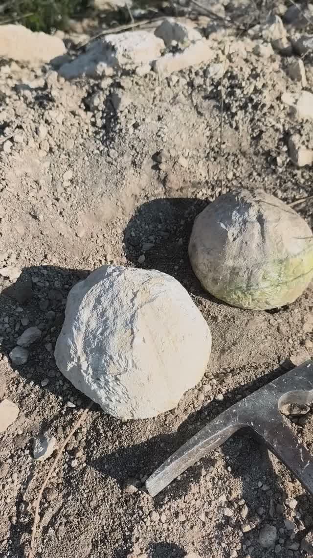 Два лысых Conoclypus